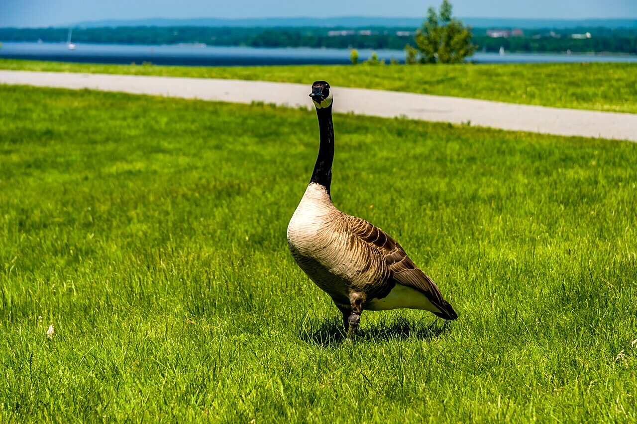 A waterfront pathway and greenspace at an Ottawa park.